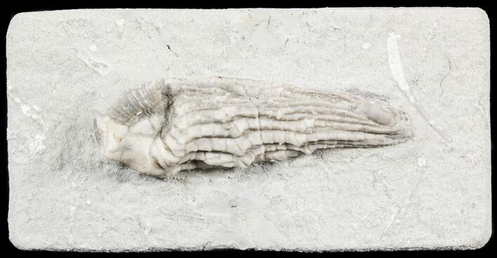Crinoid (Halysiocrinus) Fossil - Crawfordsville, Indiana #55164